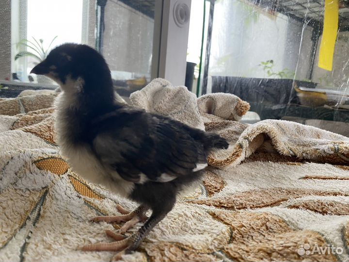 Цыплята от пародной птицы
