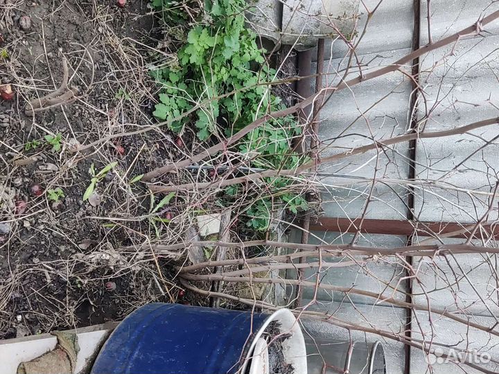 Саженцы унаби