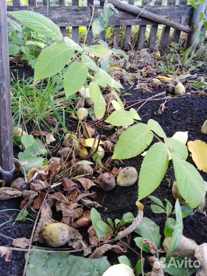 Саженцы маньчжурского ореха