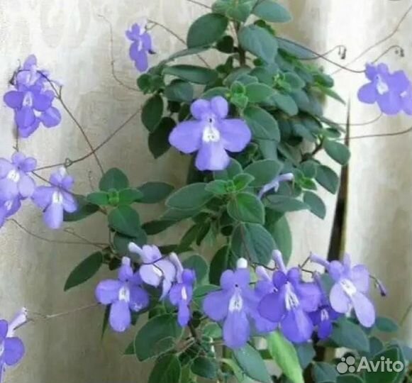 Клеродендрумы, стрептокарпелла