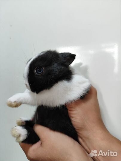 Декоративный, карликовый кролик цветной карлик