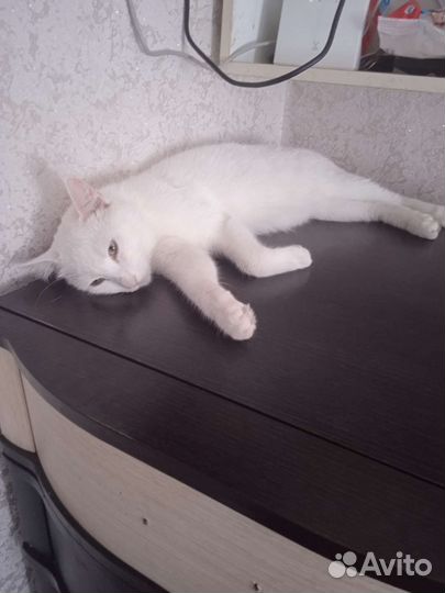 Кошка турецкая ангора