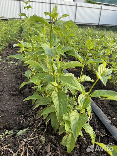 Дерен Флавирамеа (Flaviramea)