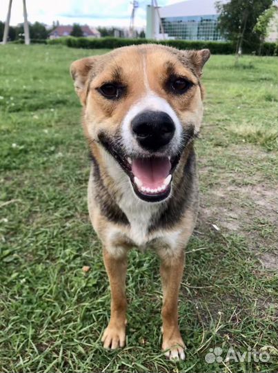 Собака в добрые руки