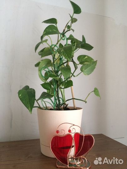 Сингониум, сциндапсус