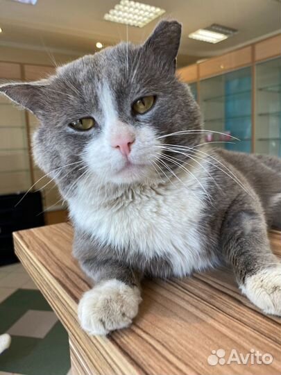 Том ищет дом