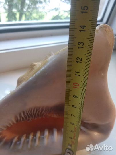 Морская раковина большая