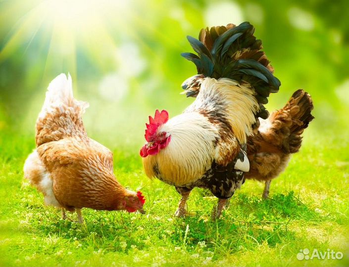 Вахта на птицефабрику в Ростовскую область Проезд