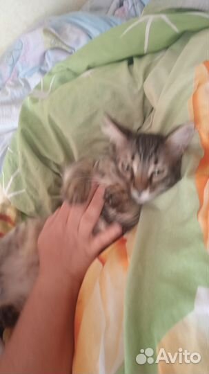 Ласковый котенок в добрые руки