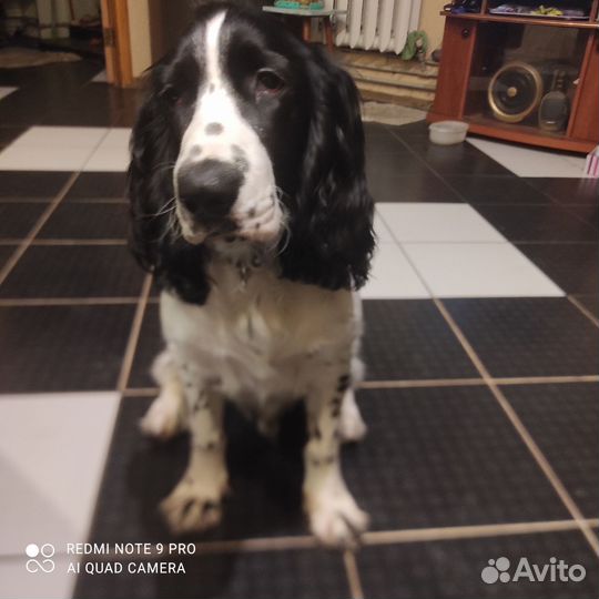 Русский спаниель