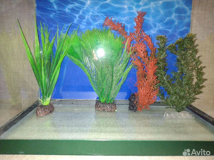 Кораллы, растения, гроты, коряги, грунт