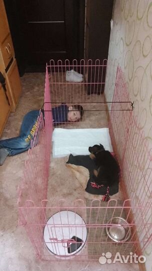 Вольер для собак домашний