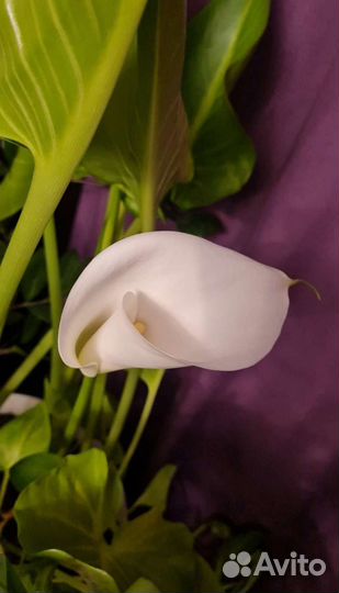 Цветы садовые многолетние