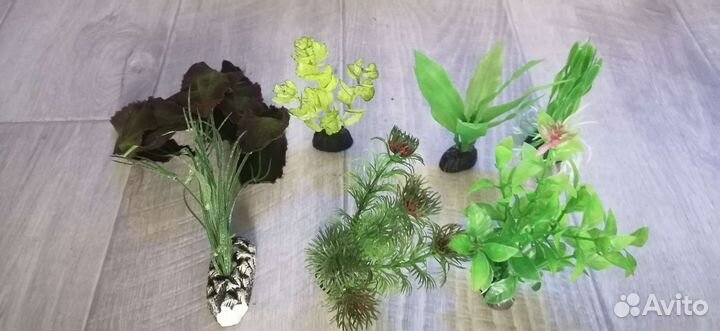 Растения в аквариум