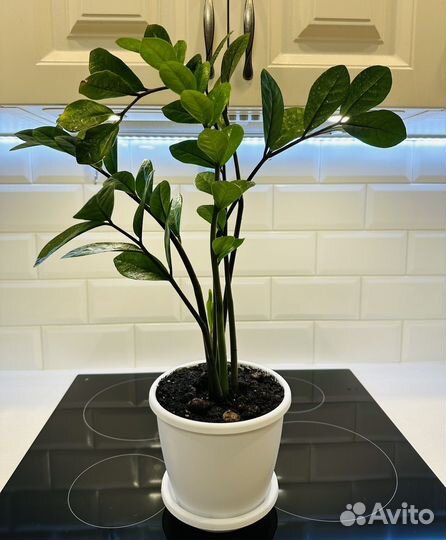 Замиокулькас