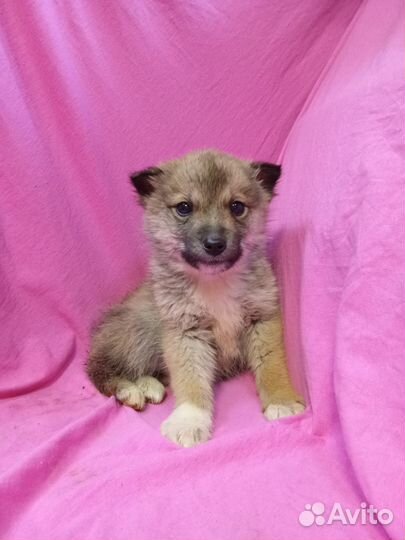 Щенок в добрые руки