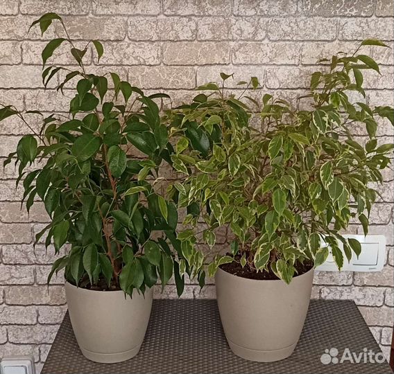 Бенджамина