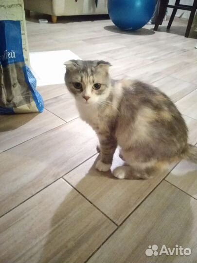 Котик вислоухий
