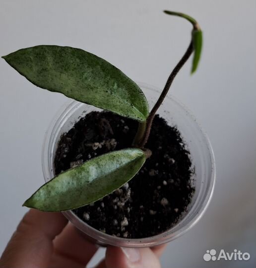 Хойя Grey ghost, Verticillata actuta variegata