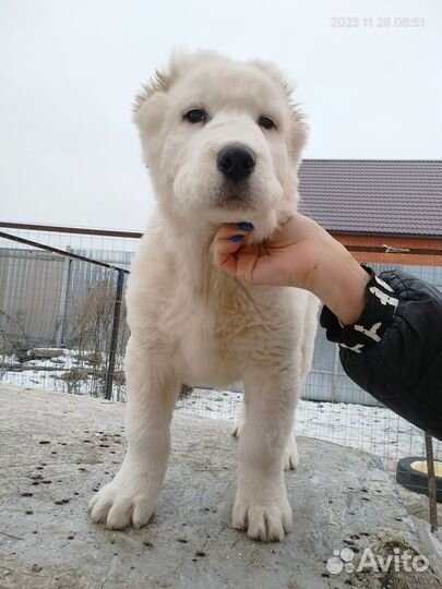 Щенки Алабая