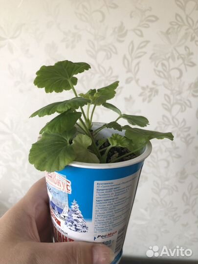 Пеларгония, герань