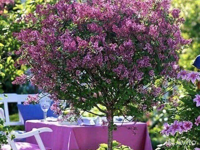 Многолетние садовые цветы, кустарники, растения