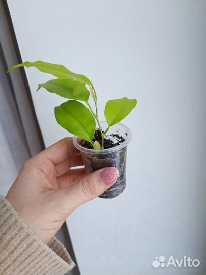 Фикус Еллоу Голд