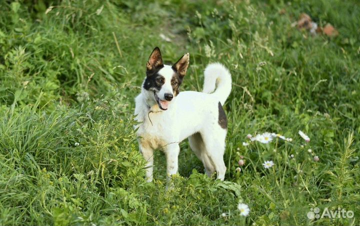 Маленькая собачка Эльза ищет семью
