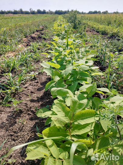 Саженцы декоративных и плодовых