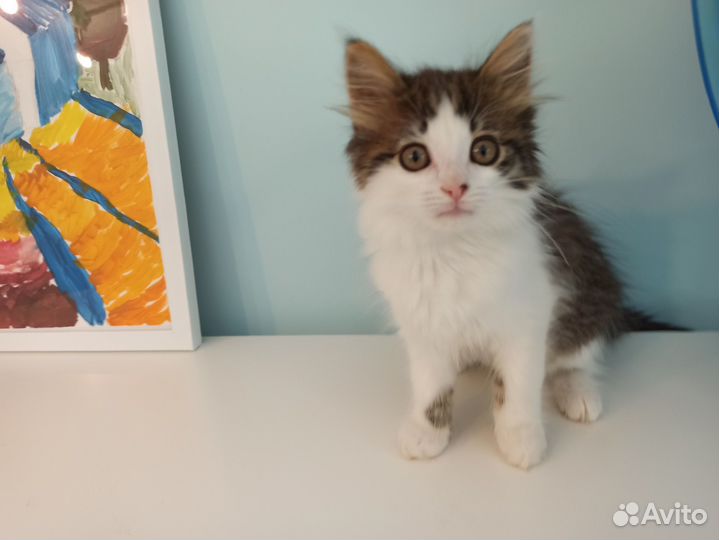 Очень милый котенок