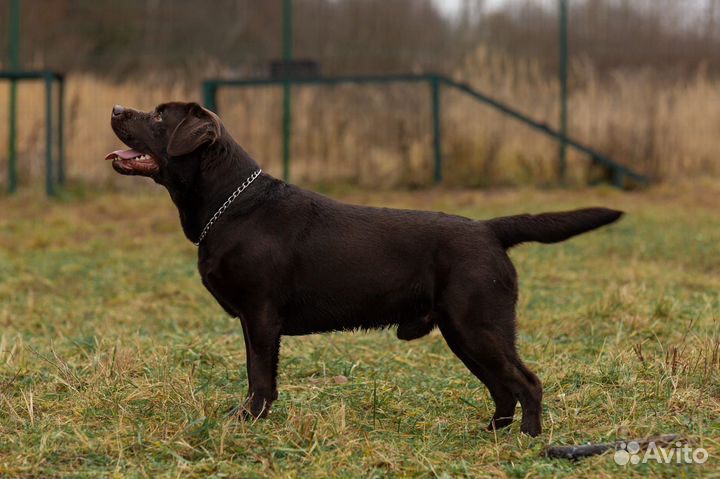 Щенки лабрадора шоколадные