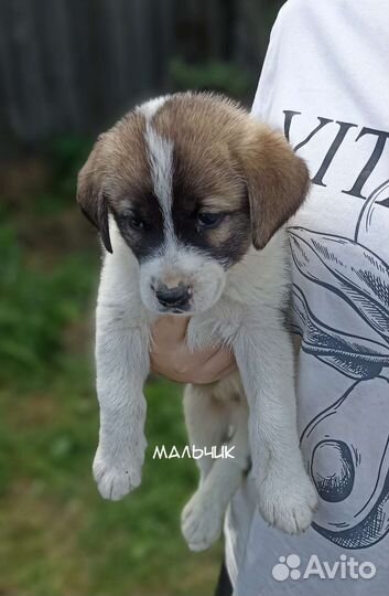 Щенки алабая бесплатно