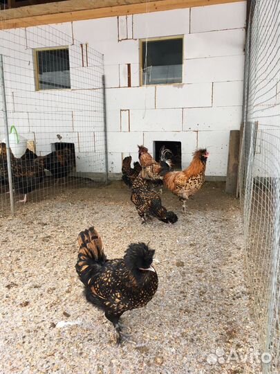 Цыплята породы Падуан в окрасе Шамоа