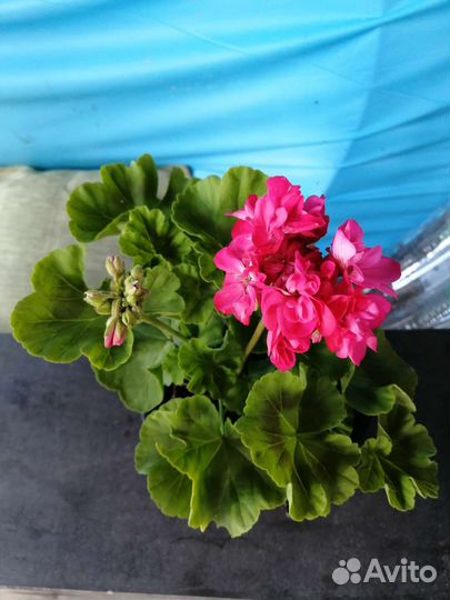 Комнатные цветы