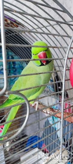 Ожереловый попугай самец