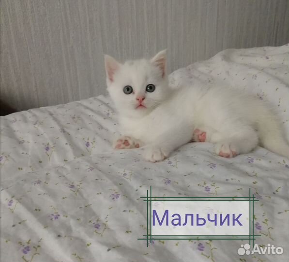 Шотландские котята