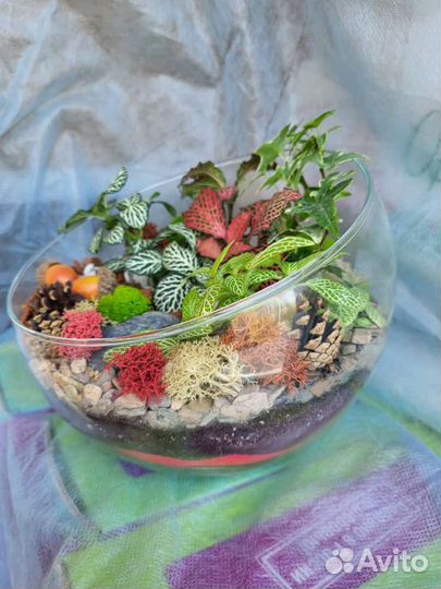 Живые растения в вазе минисад флорариум