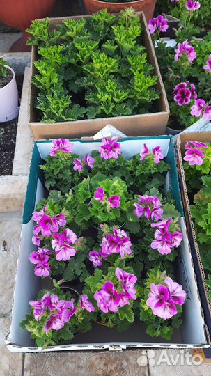 Герань королевская