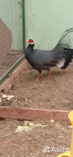 Фазаны ушастые синие и коричневые, яйцо