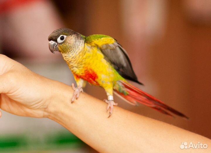 Пиррура красивые птенцы