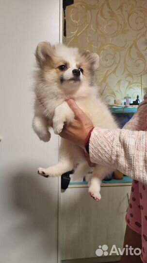 Шпиц мальчики и девочки