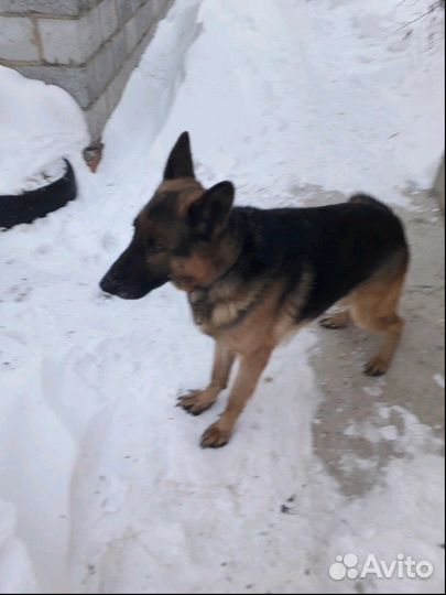 Немецкая овчарка