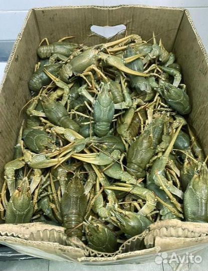 Волжские раки. Доставка