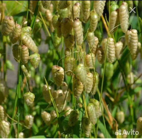 Жемчужная бриза