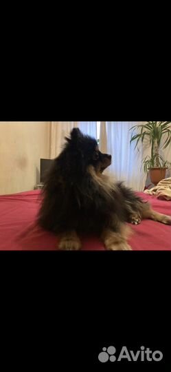 Мальчик померанский шпиц предлагается для вязки