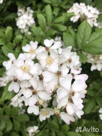 Шиповник многоцветковый