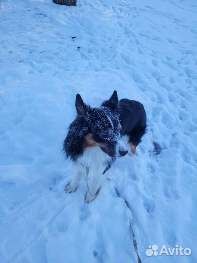 Вязка кобель австралийская овчарка