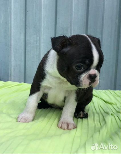 Бостон Терьер