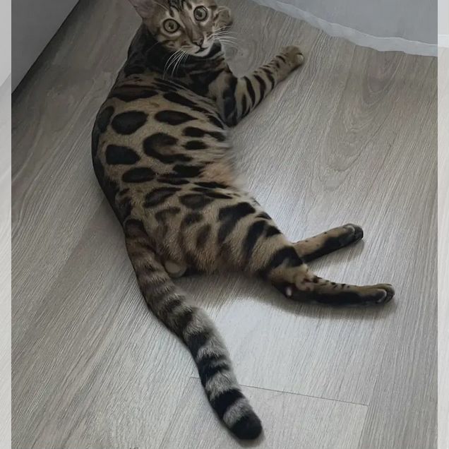 Бенгальский, взрослый кот