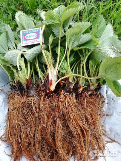 Рассада клубники Азия Альба